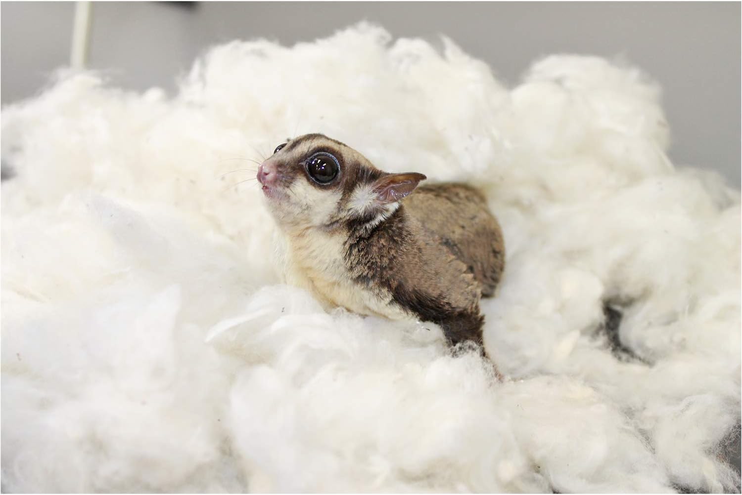 Exotic Nutrition All-Natural Nesting Material (4 oz.) - 100% Cotton Eco-Friendly Animal Bedding - for Sugar Gliders, Squirrels, Hamsters, Rabbits, Wild Birds & Wildlife - Image 5