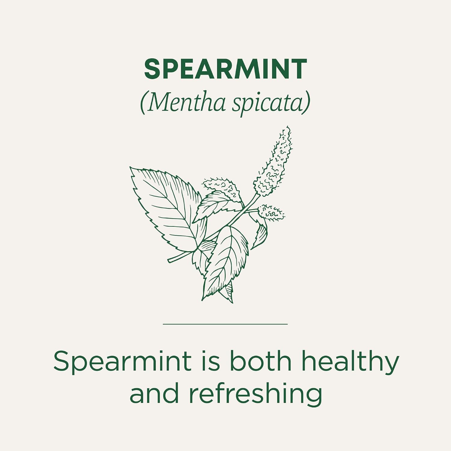 Traditional Medicinals Organic, Spearmint Tea - Supports Everyday Wellness, Healthy & Refreshing - Kosher, Non-GMO, Caffeine-Free, Compostable - 16 Tea Bags - Image 4