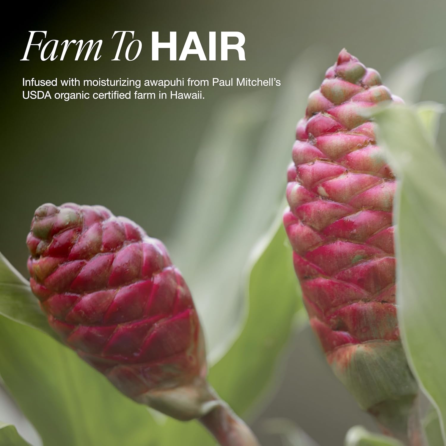 Paul Mitchell Awapuhi Shampoo, Balances Moisture + Adds Shine, For All Hair Types, Especially Fine + Static-Prone Hair - Image 8
