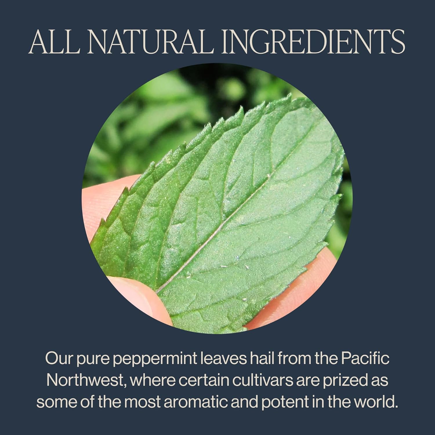 Rishi Tea Peppermint Herbal Tea - Organic, Caffeine Free Sachet Bags, Calming Sweet & Cooling Pure Peppermint Leaves - 50 Count - Image 4