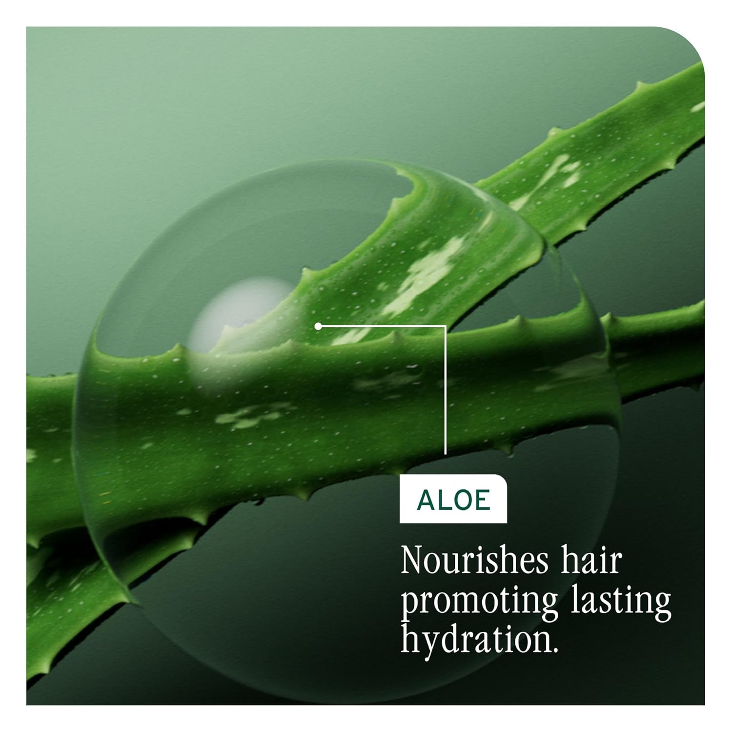 Biolage Hydra Source Shampoo - For Fine to Medium Hair, Softens, Moisturizes & Adds Shine, For Dry Hair, Infused with Micro-Filtered Aloe Vera & Fermented Hyaluronic Acid, Vegan & Paraben-Free - Image 8
