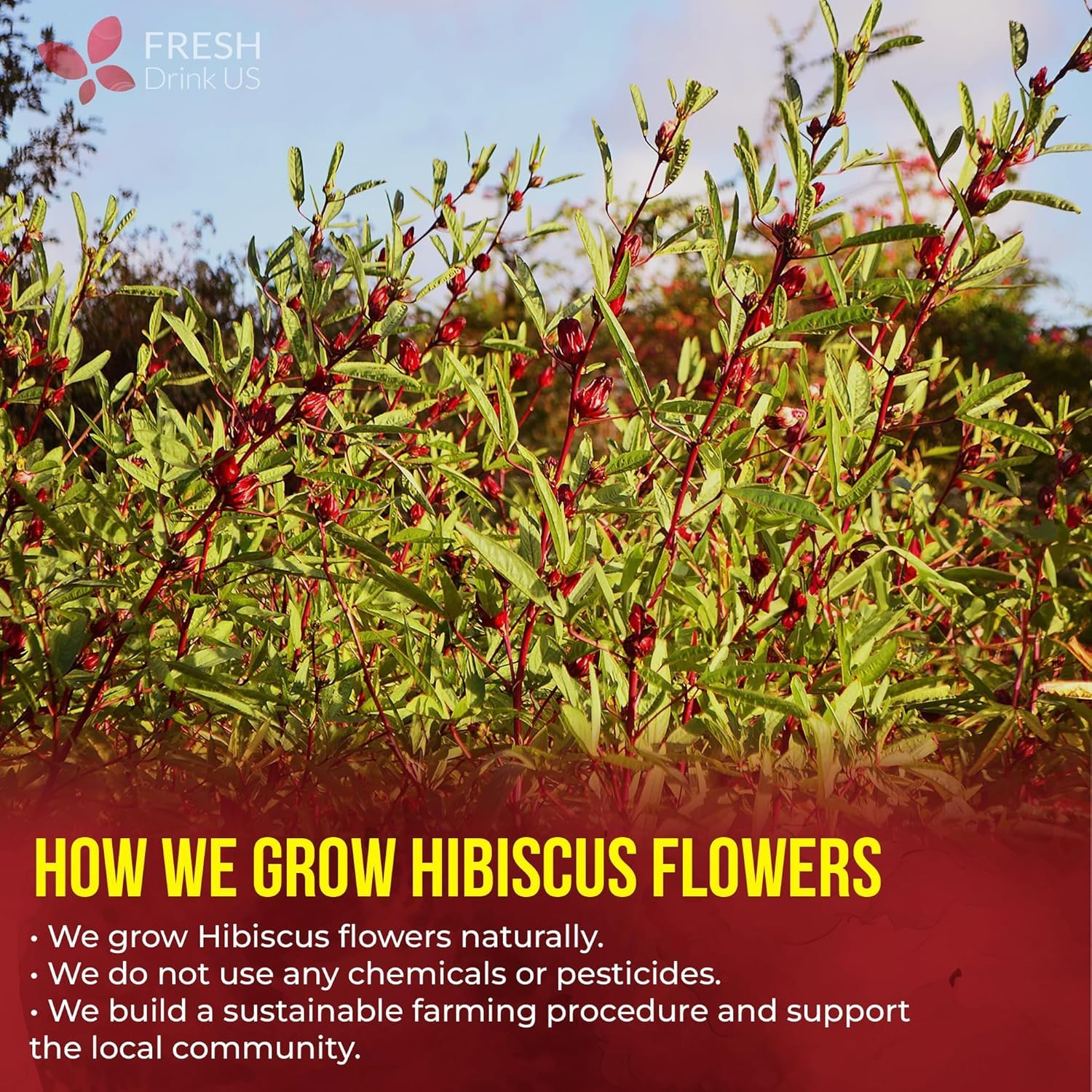 FRESHDRINKUS 140 Hibiscus Flowers Tea Bags, 100% Natural, Pure from Hibiscus Flowers. Loose Flower Hibiscus Herbal Tea. Hibiscus Flower Tea. No Sugar, No Caffeine, No Gluten, Vegan. - Image 8