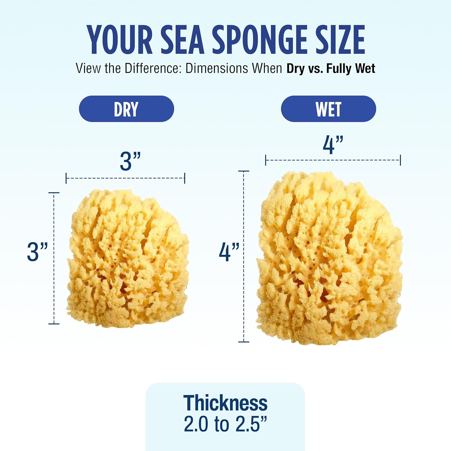 Baby Buddy (1 Count, 4 Inch) Natural Yellow Sea Bath Sponge, Natural Baby Bath Sponge for Newborns and Kids, Soft When Wet, Absorbent, Biodegradable, Hypoallergenic - Image 8