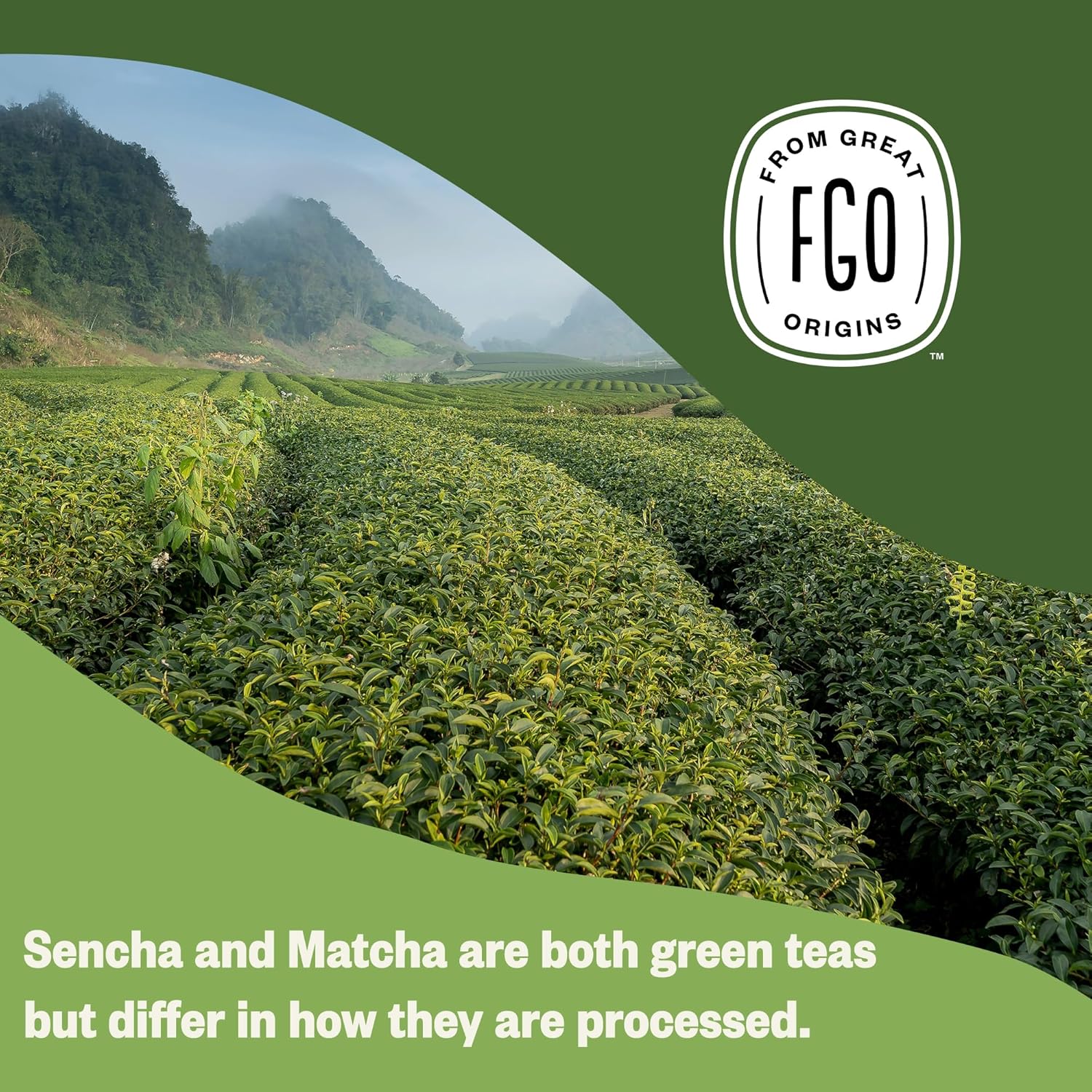 FGO Organic Japanese Matcha + Green Tea, 100 Count, Eco-Conscious Tea Bags, Resealable Bag, Packaging May Vary (Pack of 1) - Image 6