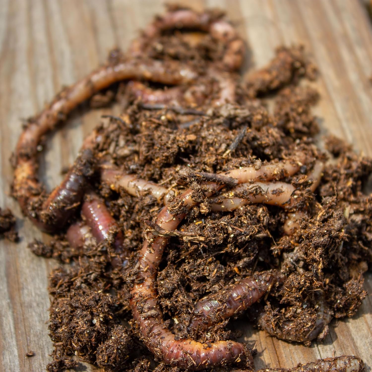 Magic 102 Worm Bedding – 25 lb Carton | Premium All-Natural Composting and Breeding Soil Mix for Worm Bins, Bait Farms & Vermicomposting | Ready to Use, Odor Free, Long-Lasting Moisture Retention - Image 4